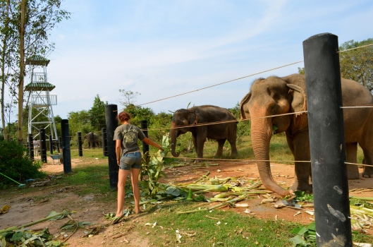Volunteer feeding the elephants- it's a big job!
